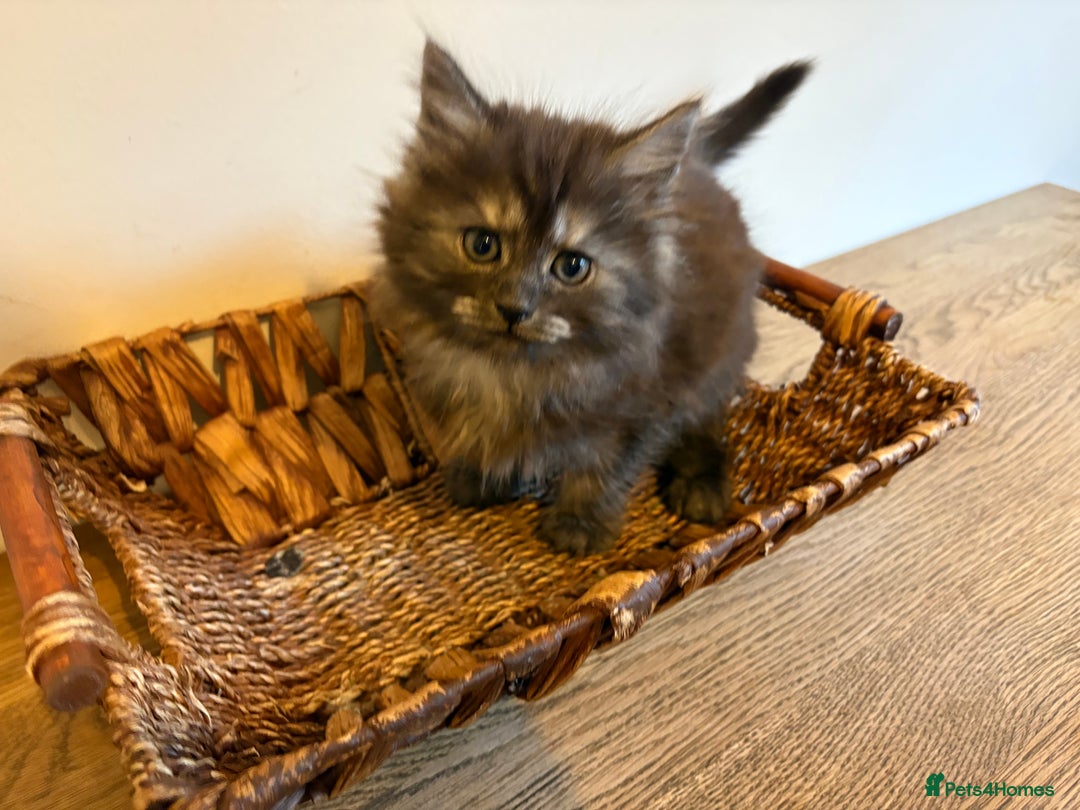 Maine Coon cats for sale: 🐾 Russian Maine Coon Kittens – TICA Registered 🐾 - Image 7