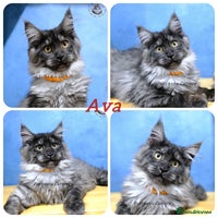 Maine Coon cats - Advert 6