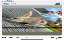 Continental Giant rabbits for sale: Continental giant  - Image 8