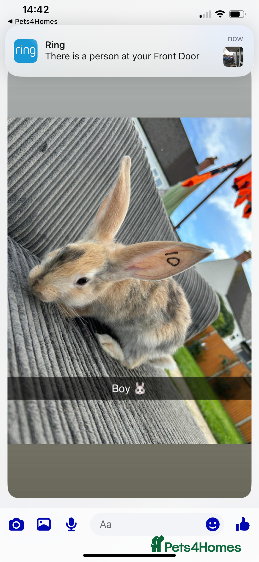 Continental Giant rabbits for sale: Continental giant  - Image 8