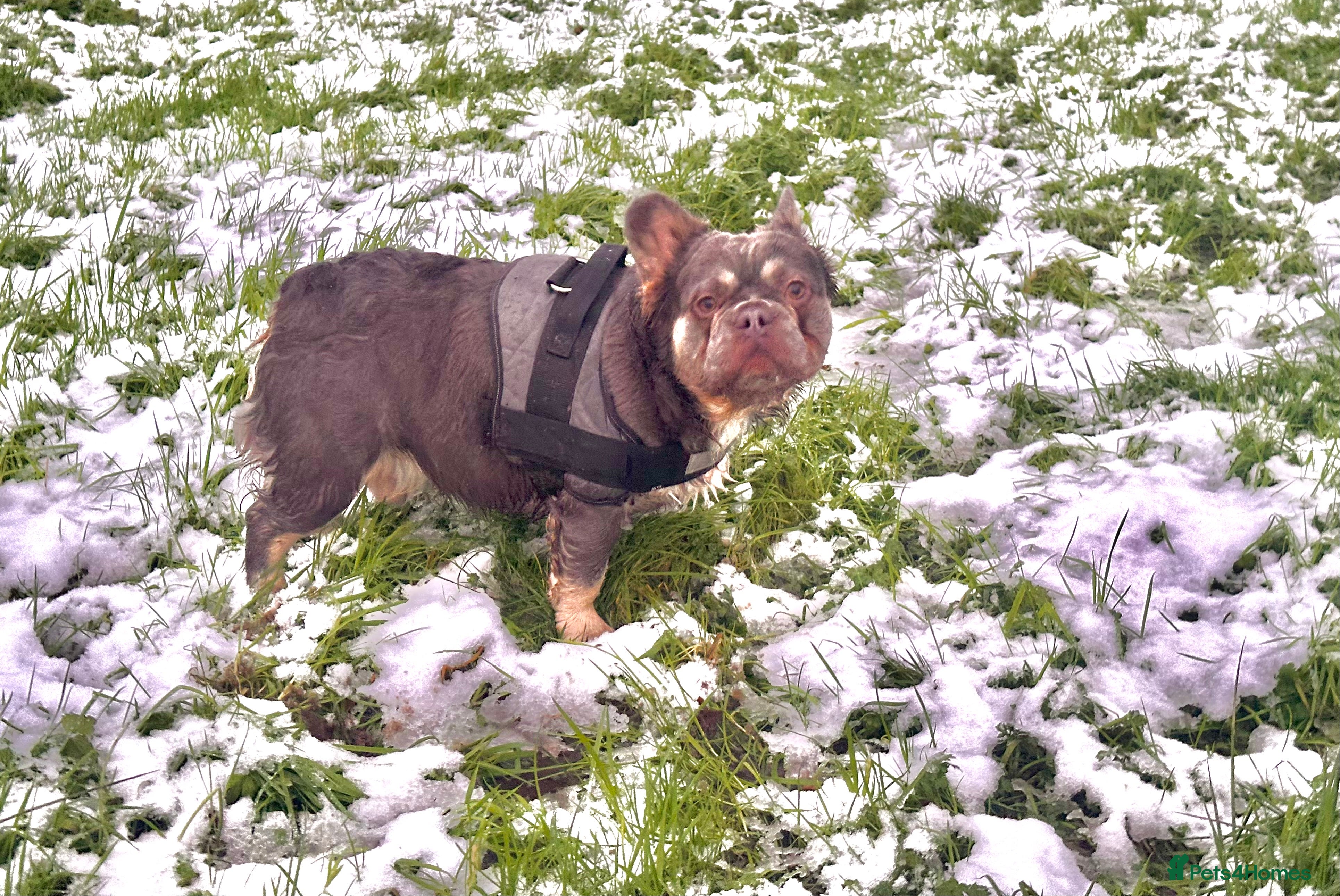 French Bulldog dogs Gizmo  - Advert 9