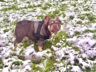 French Bulldog dogs Gizmo - Advert 9