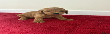 Cockapoo Puppy male 3