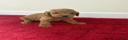 Cockapoo dogs for sale: 4 Stunning cockapoo puppies for sale  - Advert 3