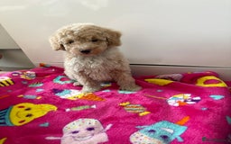 Poochon dogs for sale: Poochon puppies  - Advert 3
