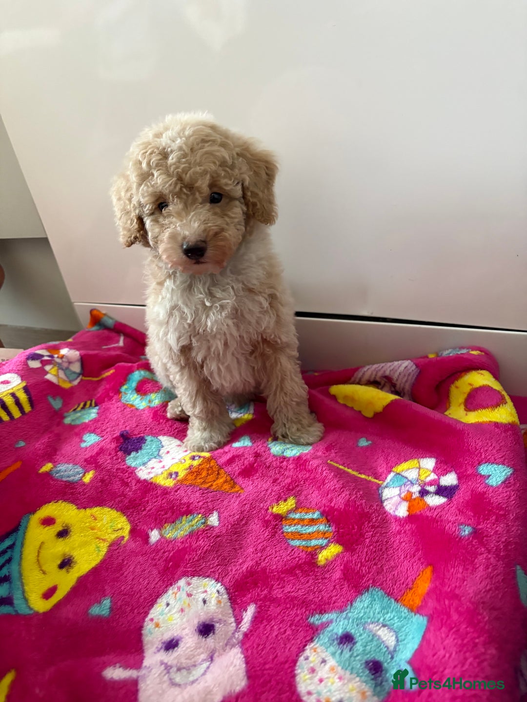 Poochon dogs for sale: Poochon puppies  - Advert 3