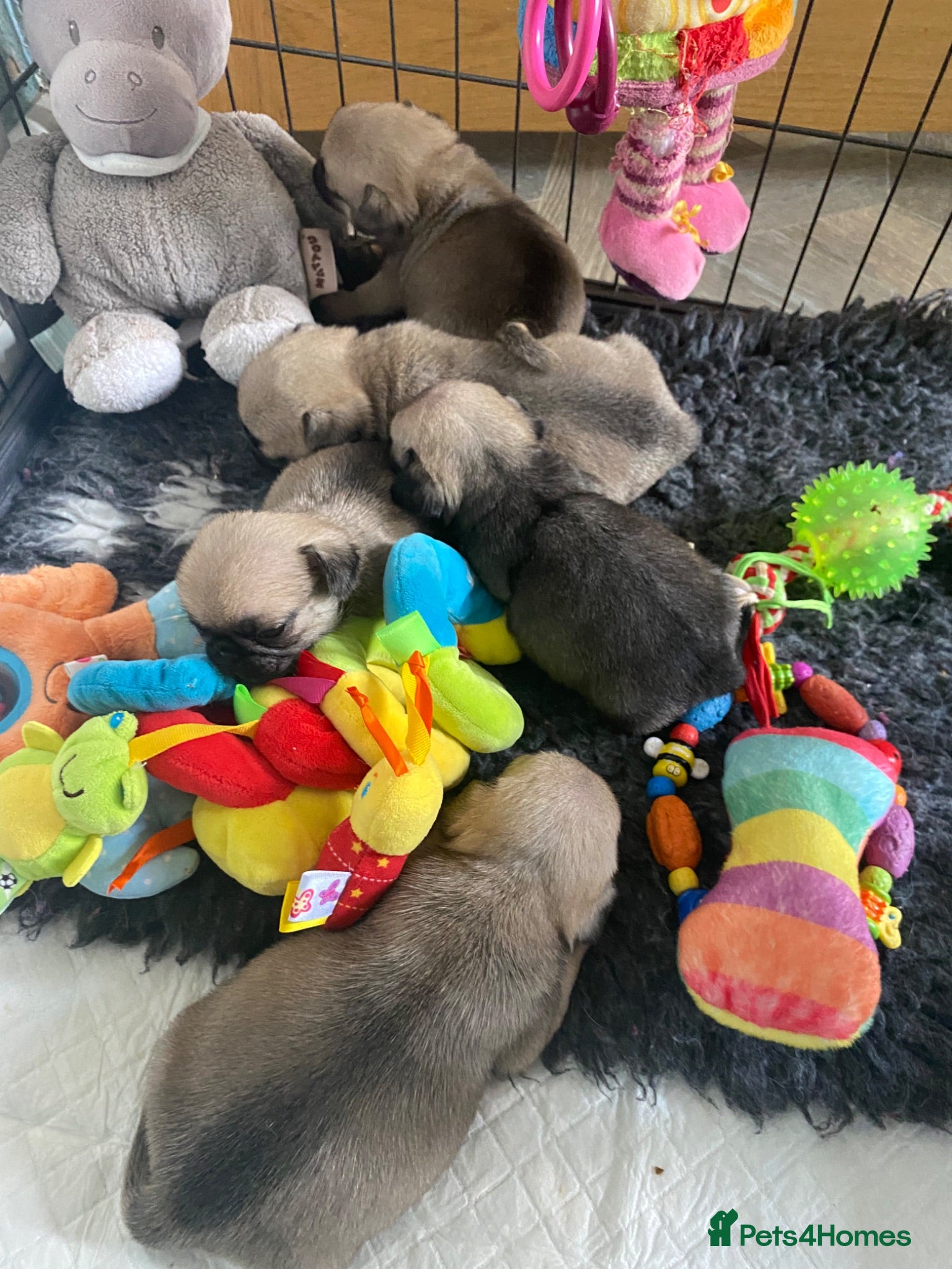 Pug dogs Outstanding pug puppies for sale  - Advert 1