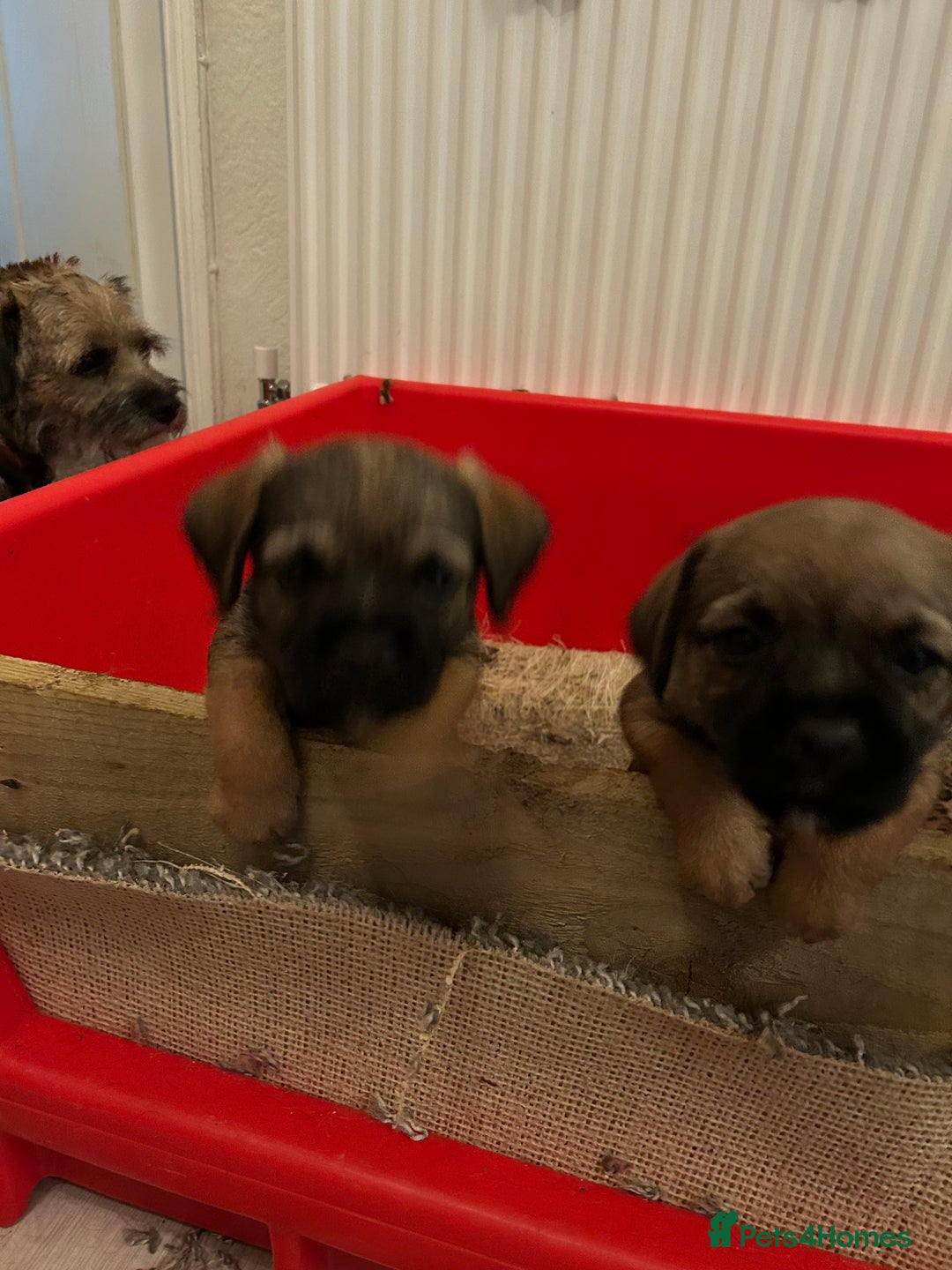 Border Terrier dogs for sale: Beautiful Border Terrier Pups - Advert 7