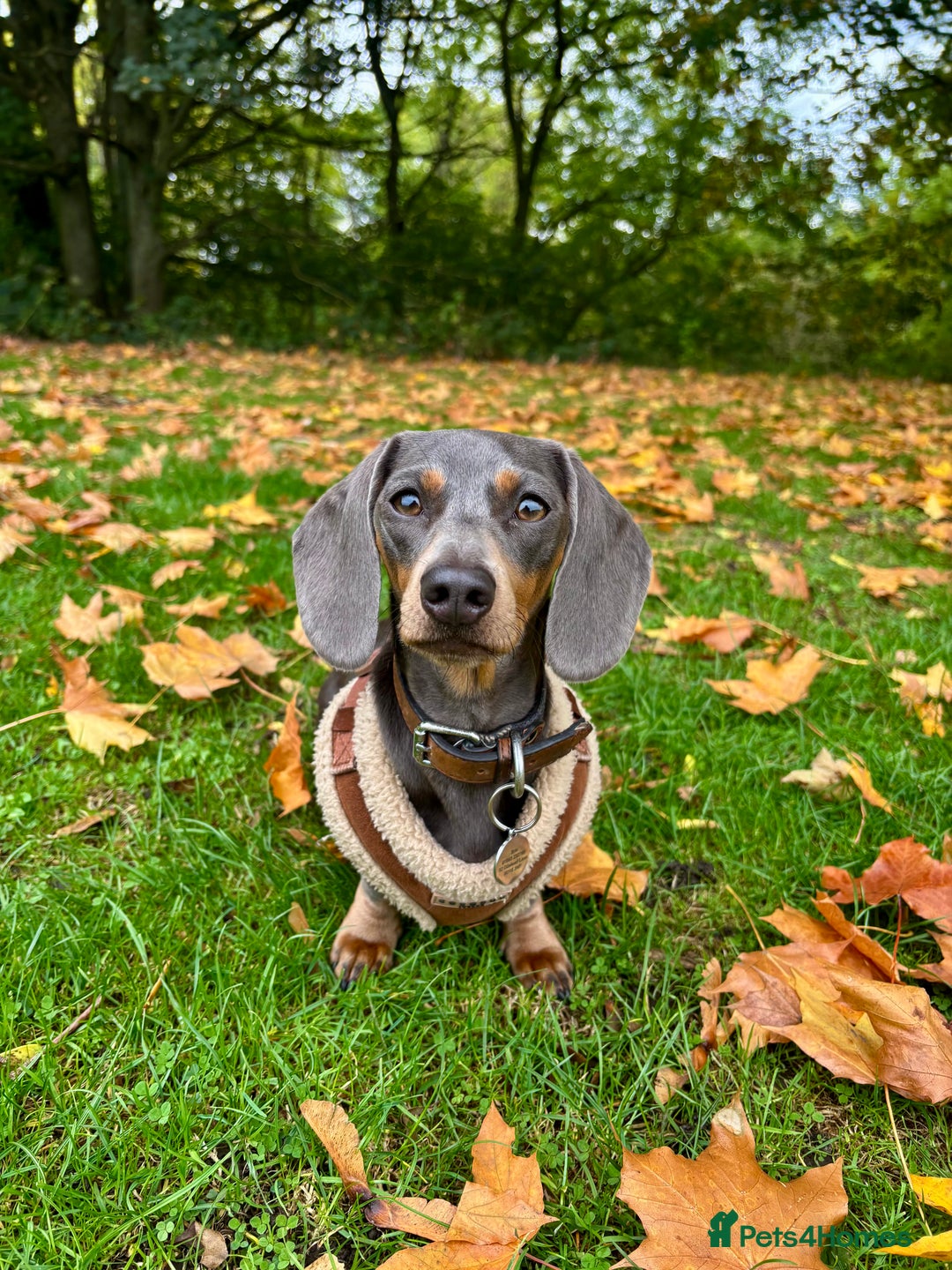 Miniature Dachshund dogs for sale: Miniature dachshunds-Blue & tan ,black & tan left - Advert 10