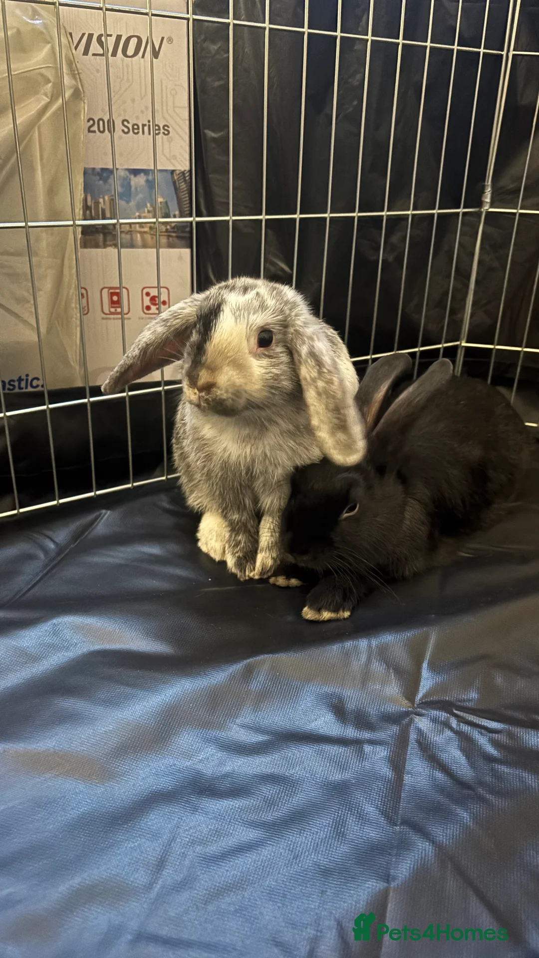Tri Coloured Dutch rabbits for sale: Re-homing two rabbits - Advert 8