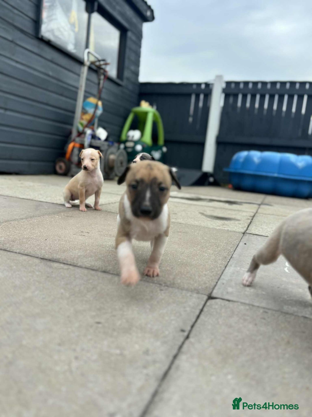 Whippet dogs for sale: Beautiful kc registered whippets - Image 13