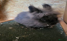 Lionhead rabbits for sale: Double mane lionhead  - Image 2