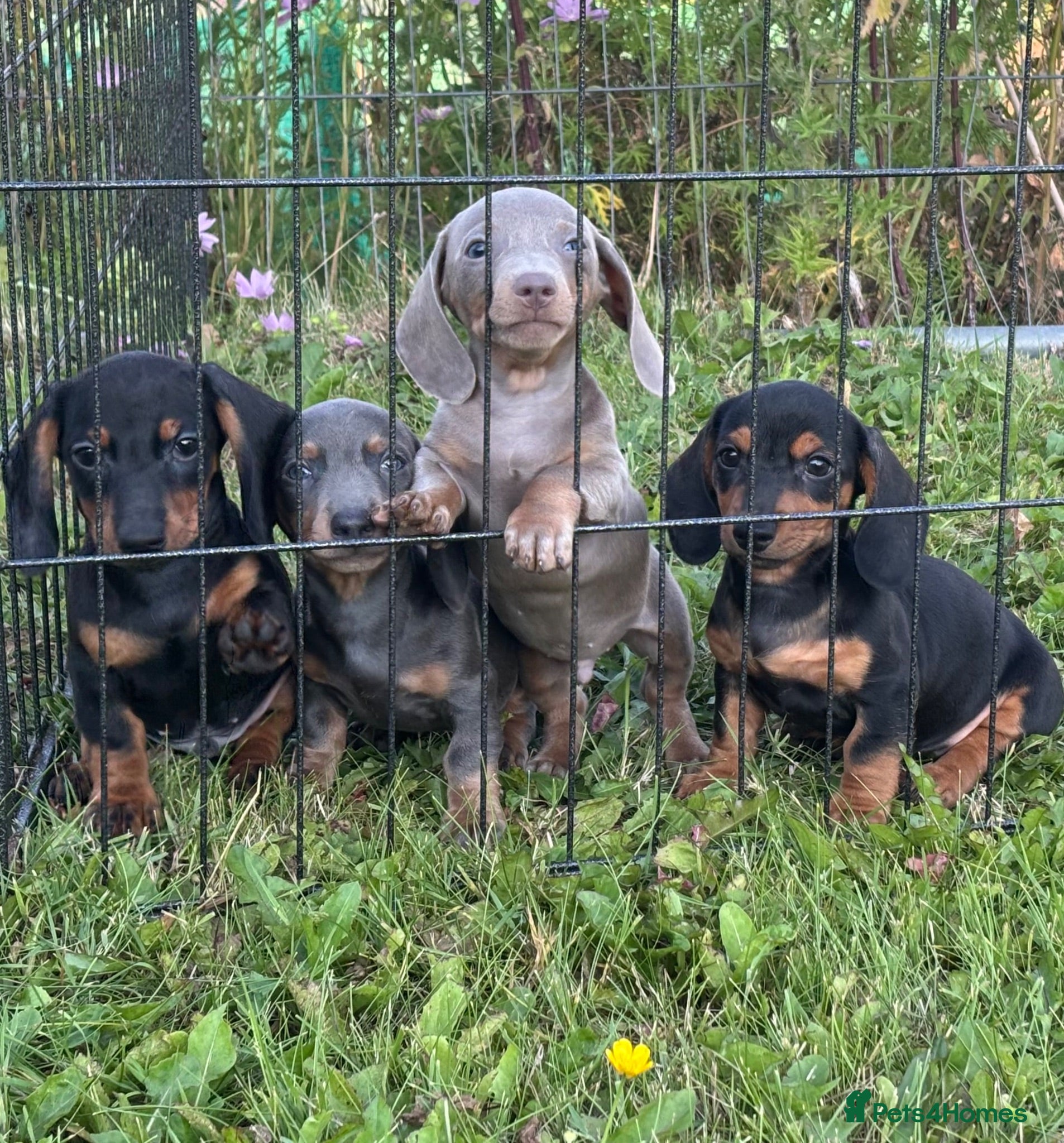 Miniature Dachshund dogs Last 3 miniature dacshunds puppies ready to leave! - Advert 16