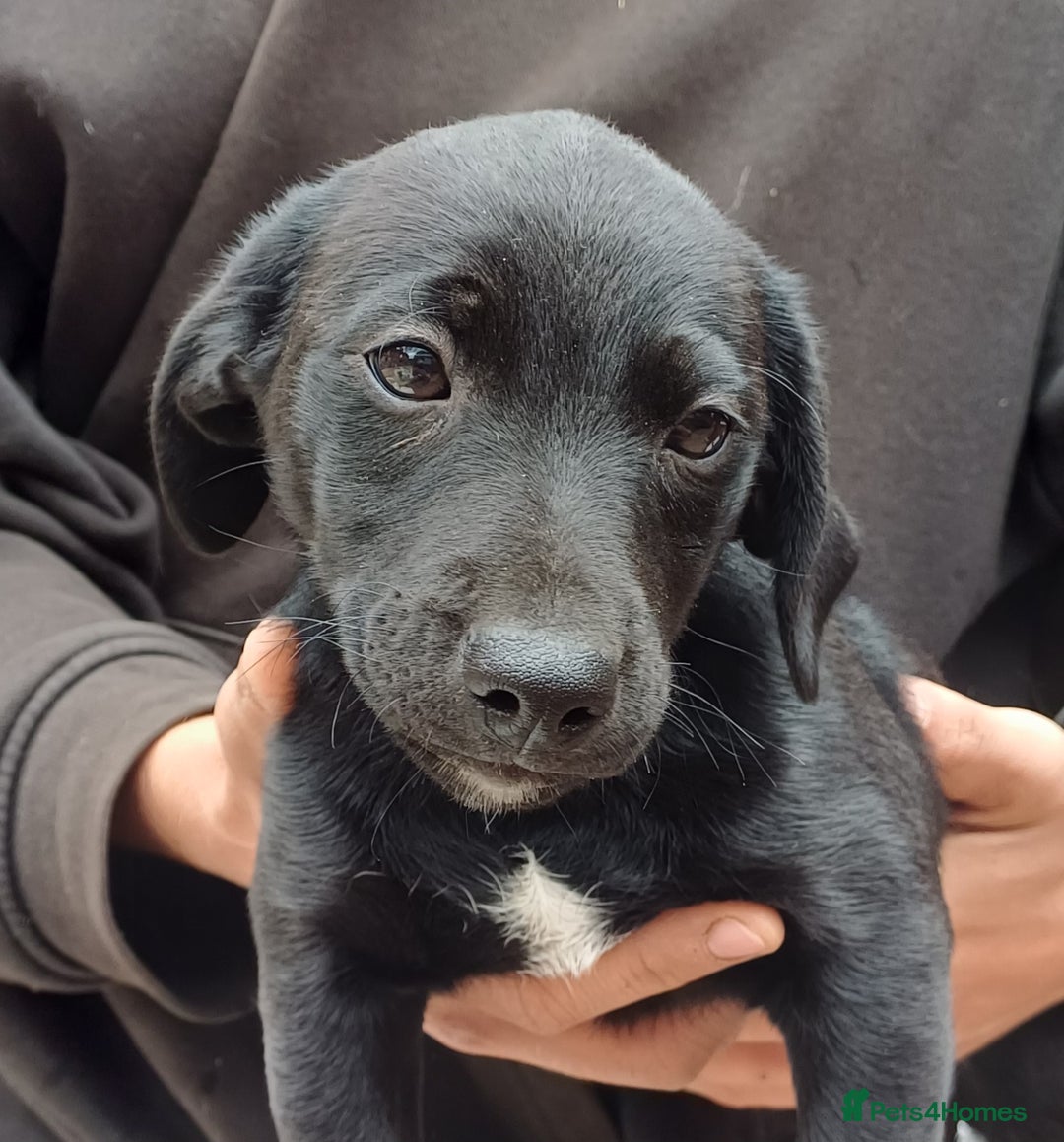 Jack Russell dogs for sale: Adorable Markiejack puppies - Image 20