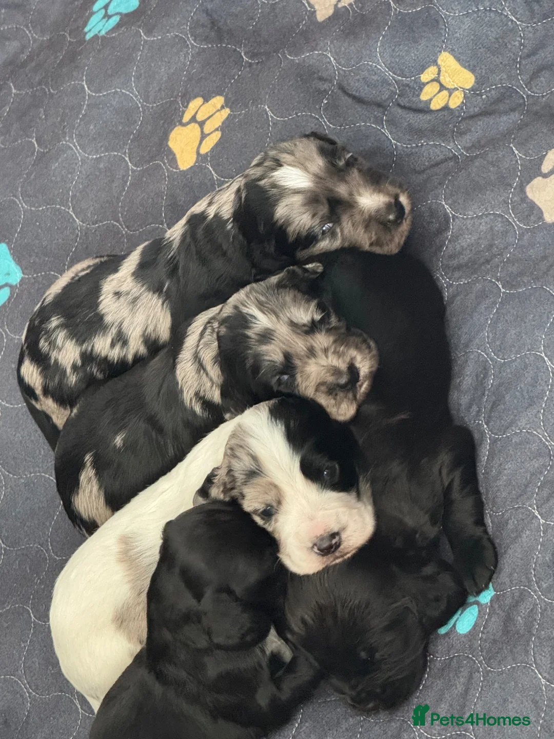 Cocker Spaniel dogs for sale: 5 Gorgeous Cocker Spaniel Puppies 🐾  - Advert 1
