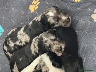 Cocker Spaniel dogs 5 Gorgeous Cocker Spaniel Puppies 🐾 - Advert 1