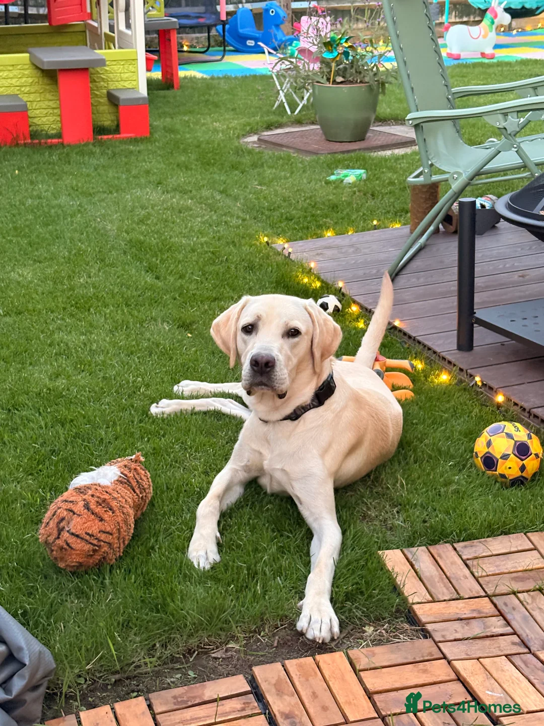 Labrador Retriever dogs for sale: Loving home Needed for Our Beautiful boy Dusty - Advert 9