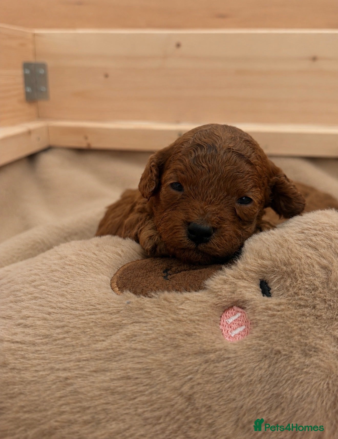 Toy Poodle dogs 🐩🤎Exceptional Deep Red Toy Poodle Puppies 🤎🐩  - Advert 13