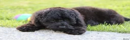 Cavapoo dogs for sale: Beautiful Cavapoo puppies for sale - Advert 24