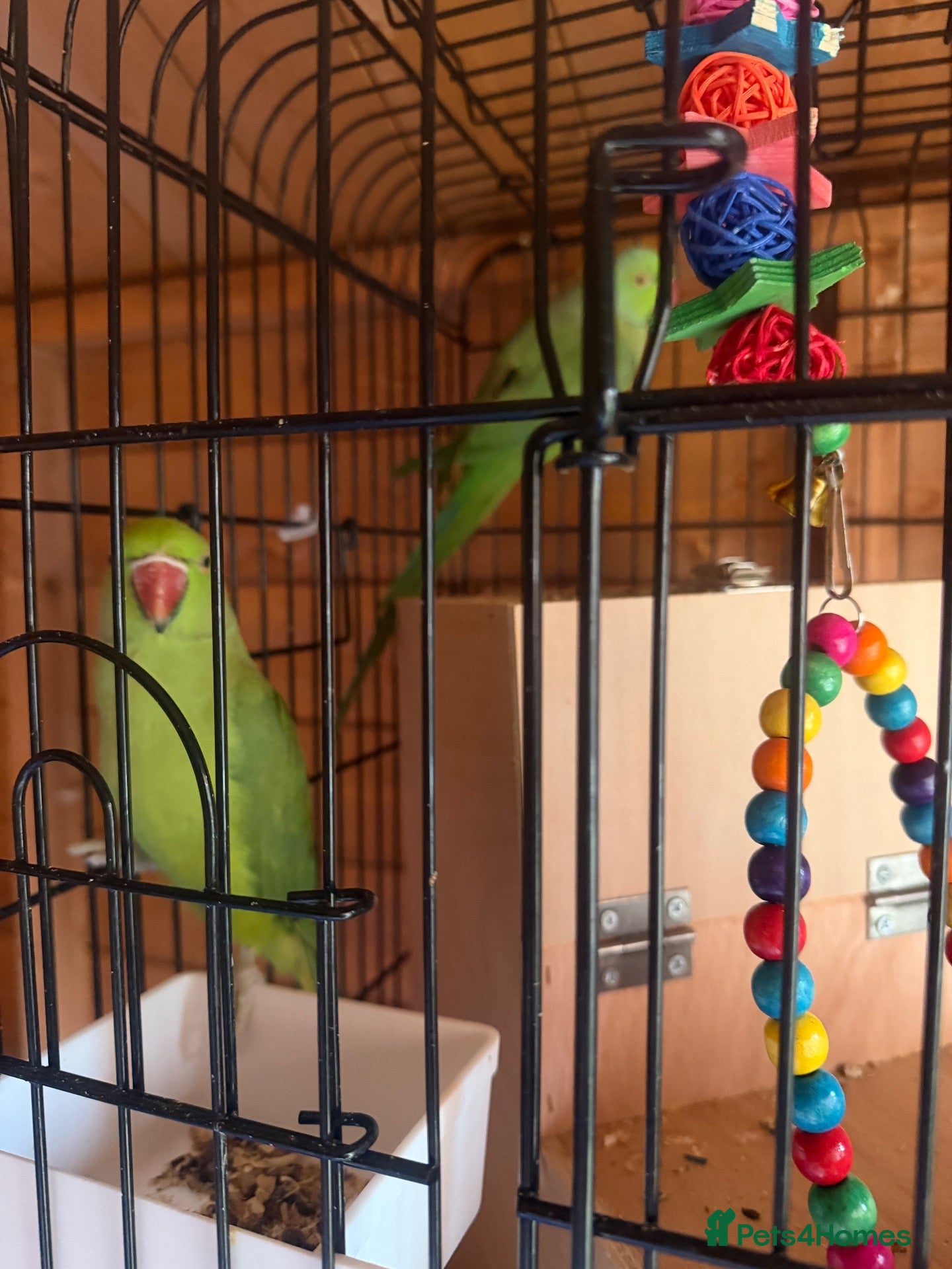 Ringnecks birds Rio & Frankie  - Advert 1