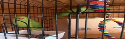 Ringnecks birds for sale: Rio & Frankie  in Tewkesbury - Advert 1