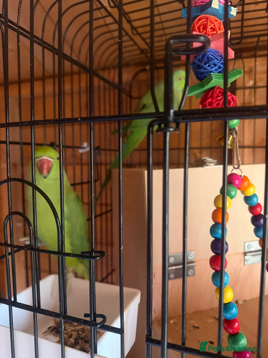 Ringnecks birds for sale: Rio & Frankie  in Tewkesbury - Advert 1