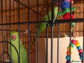 Ringnecks birds Rio & Frankie - Advert 1