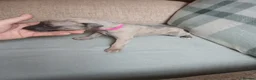 Whippet dogs for sale: Exceptional litter of KC whippets  in Shrewsbury - Advert 11
