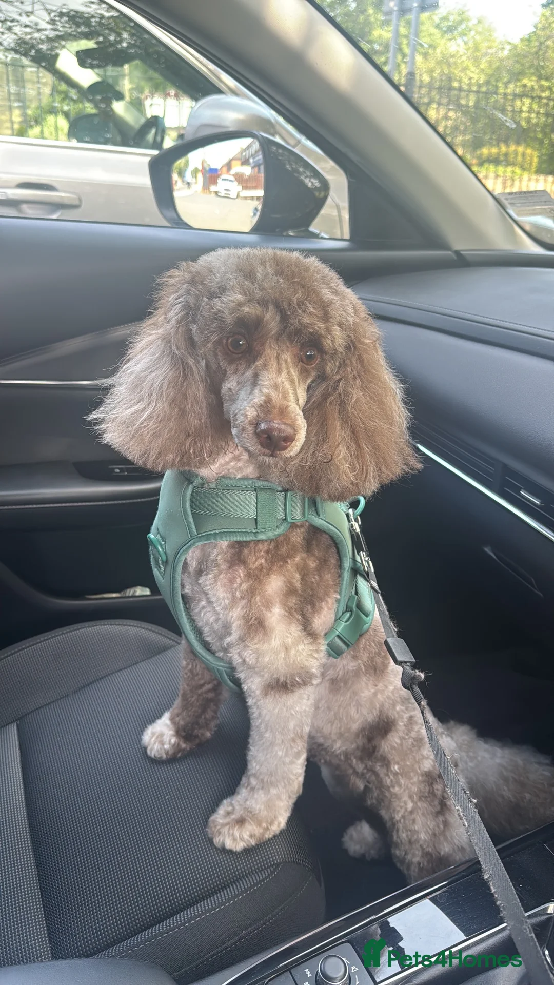 Pomapoo dogs for sale: 2 girls for sale. in Leeds - Advert 2