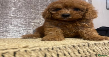 Cavapoo dogs - Advert 1