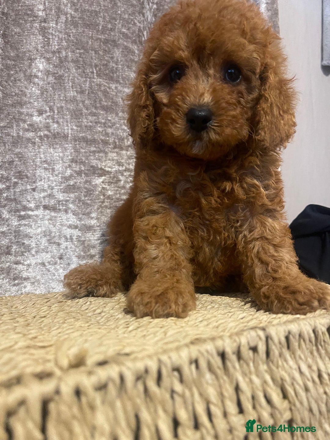 Cavapoo dogs for sale: Red Chocolate cavapoo boys  - Image 2