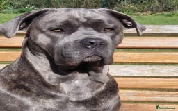 Cane Corso dogs for sale: BROWN BRIDLES chunky canecorso puppies - Image 5