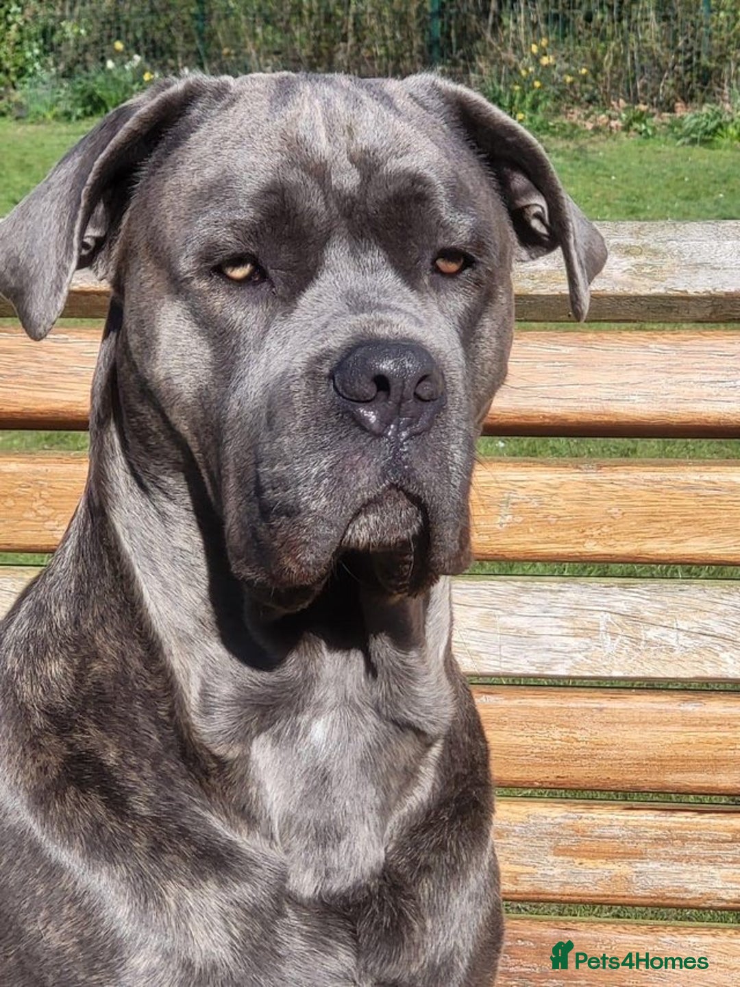 Cane Corso dogs for sale: BROWN BRIDLES chunky canecorso puppies - Image 5
