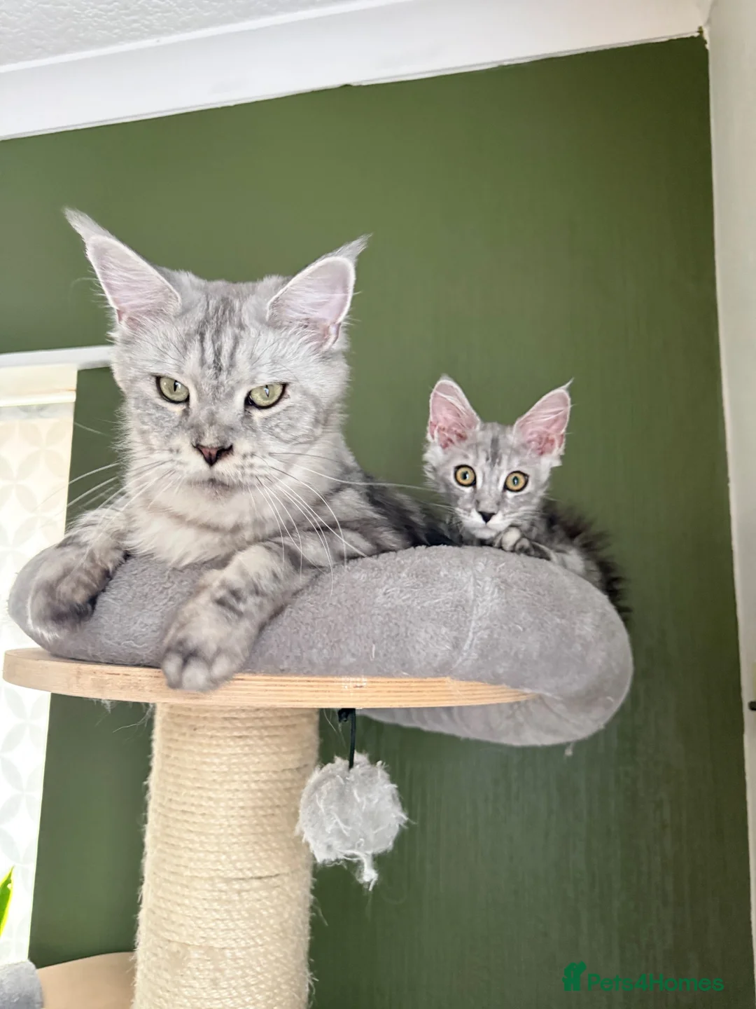 Maine Coon cats for sale: Big lines Maine Coon kittens  - Advert 1