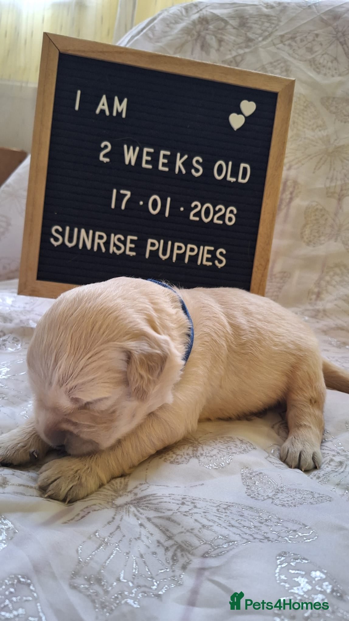 Golden Retriever dogs European bloodline GR puppies  - Advert 16