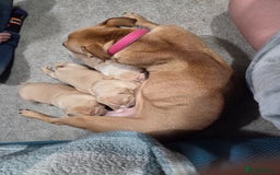 Staffordshire Bull Terrier dogs for sale: Beautiful staffie x puppies  - Image 1