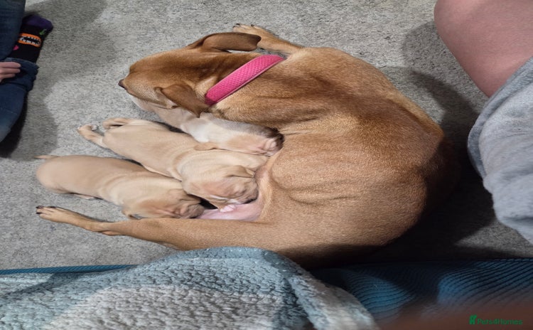 Staffordshire Bull Terrier dogs - Advert 1