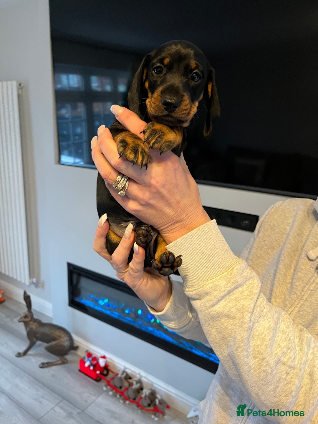 Dachshund dogs for sale: Dachshund puppies - Advert 3