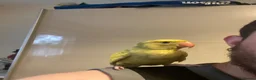 Ringnecks birds for sale: Beautiful Hand-Reared Baby Indian Ringnecks  - Advert 12