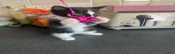 Mixed Breed cats for sale: Stunning Kittens Ready Now - Advert 24
