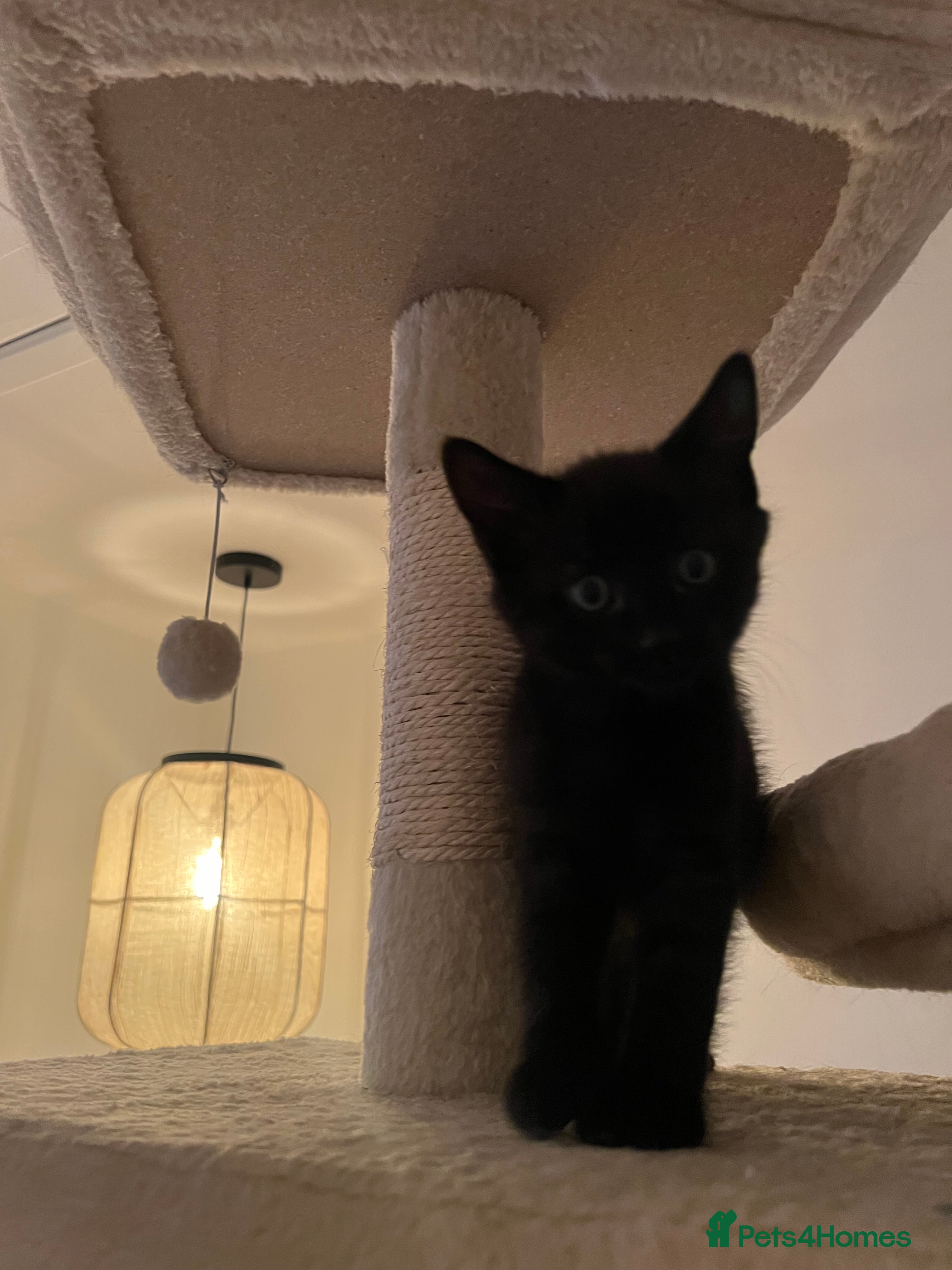 Mixed Breed cats Selling Black Male Kitty  - Advert 4