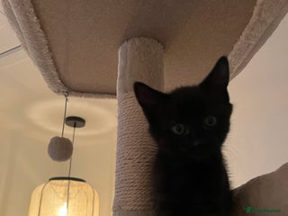 Mixed Breed cats Selling Black Male Kitty - Advert 1