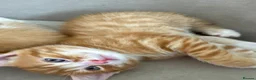 Mixed Breed cats for sale: Kitten for sale - Advert 2