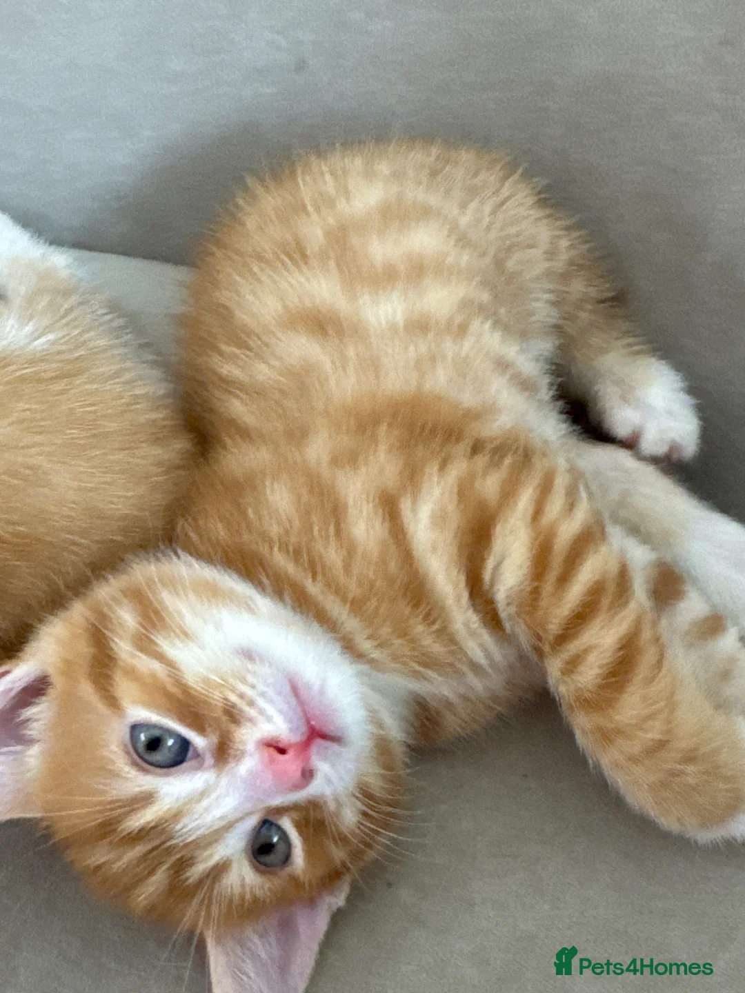 Mixed Breed cats for sale: Kitten for sale - Advert 2