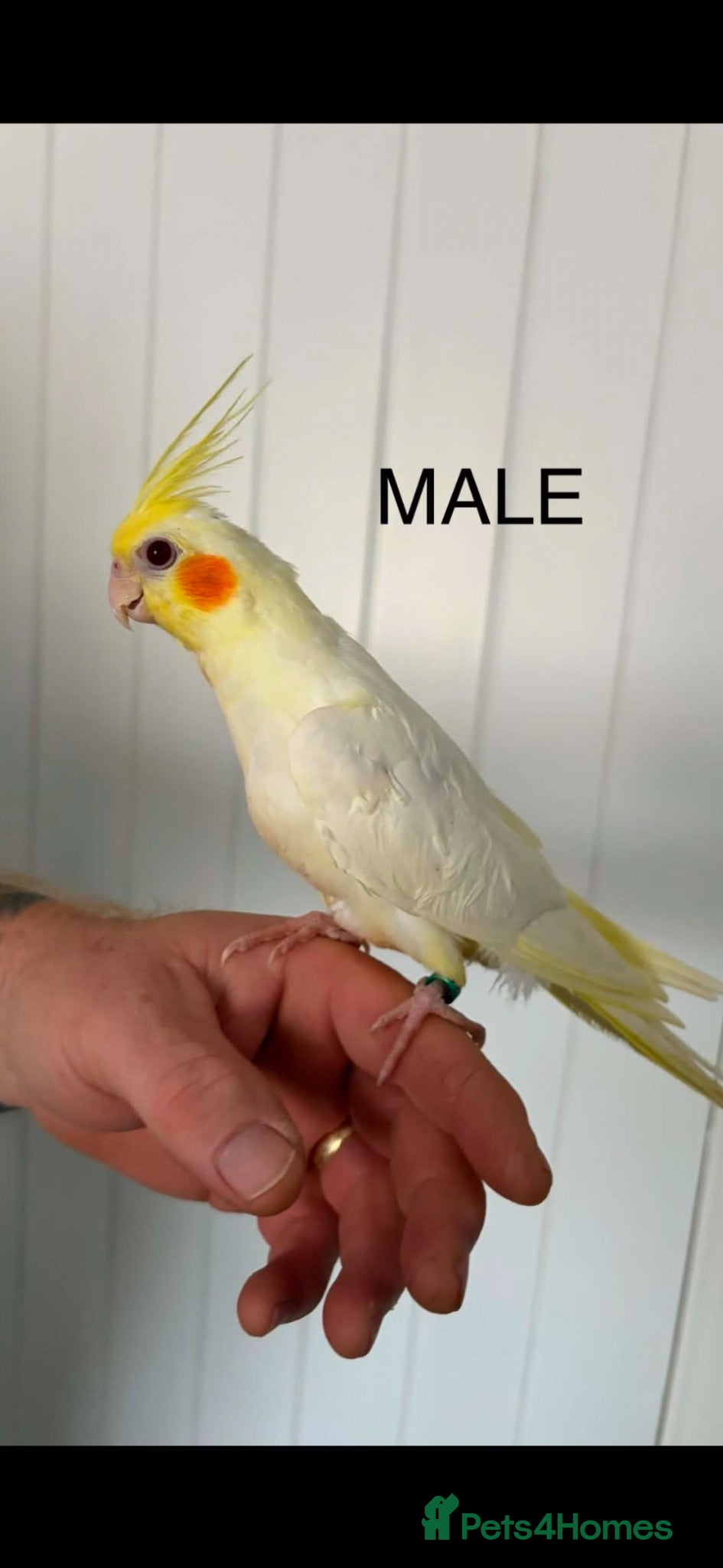 Parrots birds 2 conure and 4 cockatiels  - Advert 4