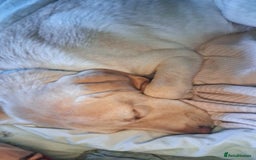 Labrador Retriever dogs for sale: Must go together  - Image 6