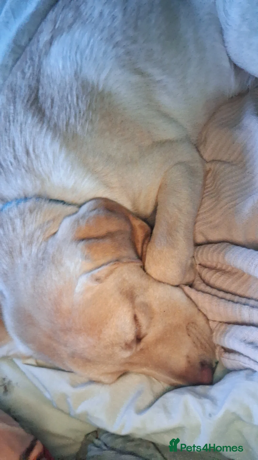 Labrador Retriever dogs for sale: Must go together  - Advert 6