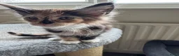 Maine Coon cats for sale: GCCF PEDIGREE MAINECOON KITTENS - Advert 18