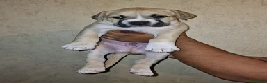 Mastiff Puppy 2