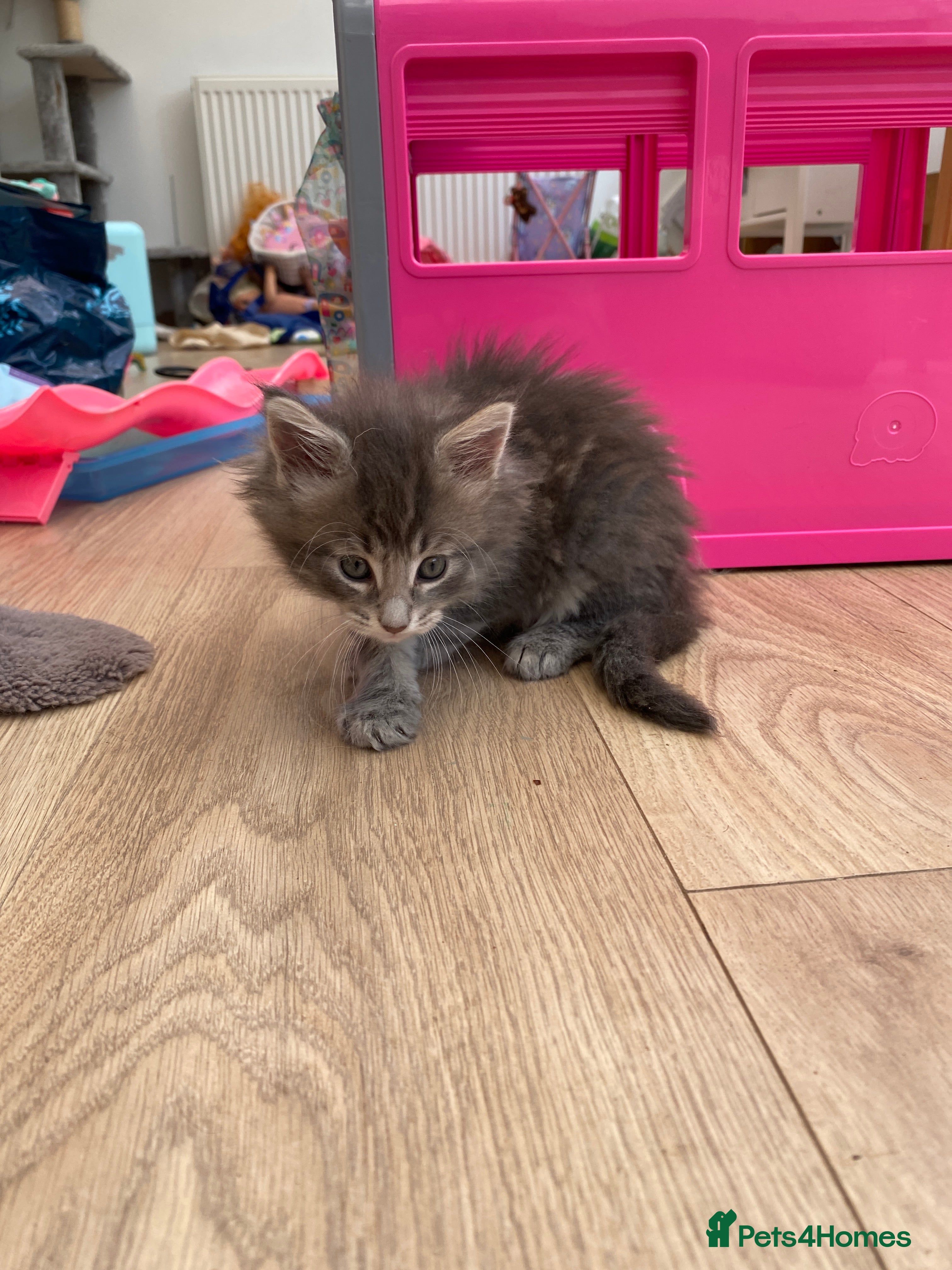 Maine Coon kitten purple 